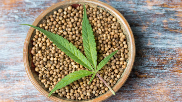 Where to Buy Cannabis Seeds: Best Online Seed Banks & Buying Guide